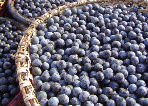 Acai berry help you weight loss! buy one